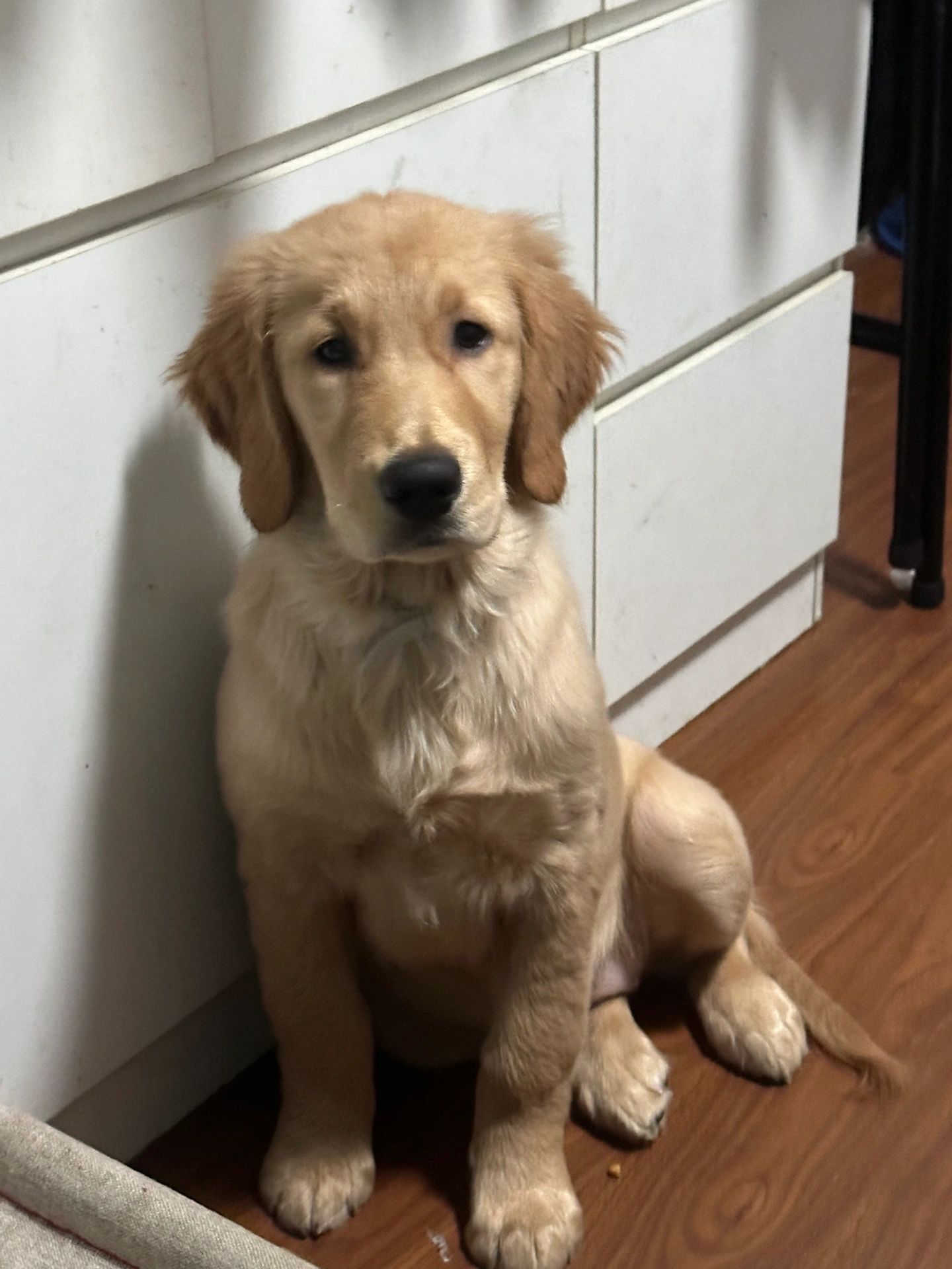 金毛四个月尴尬期丑死了