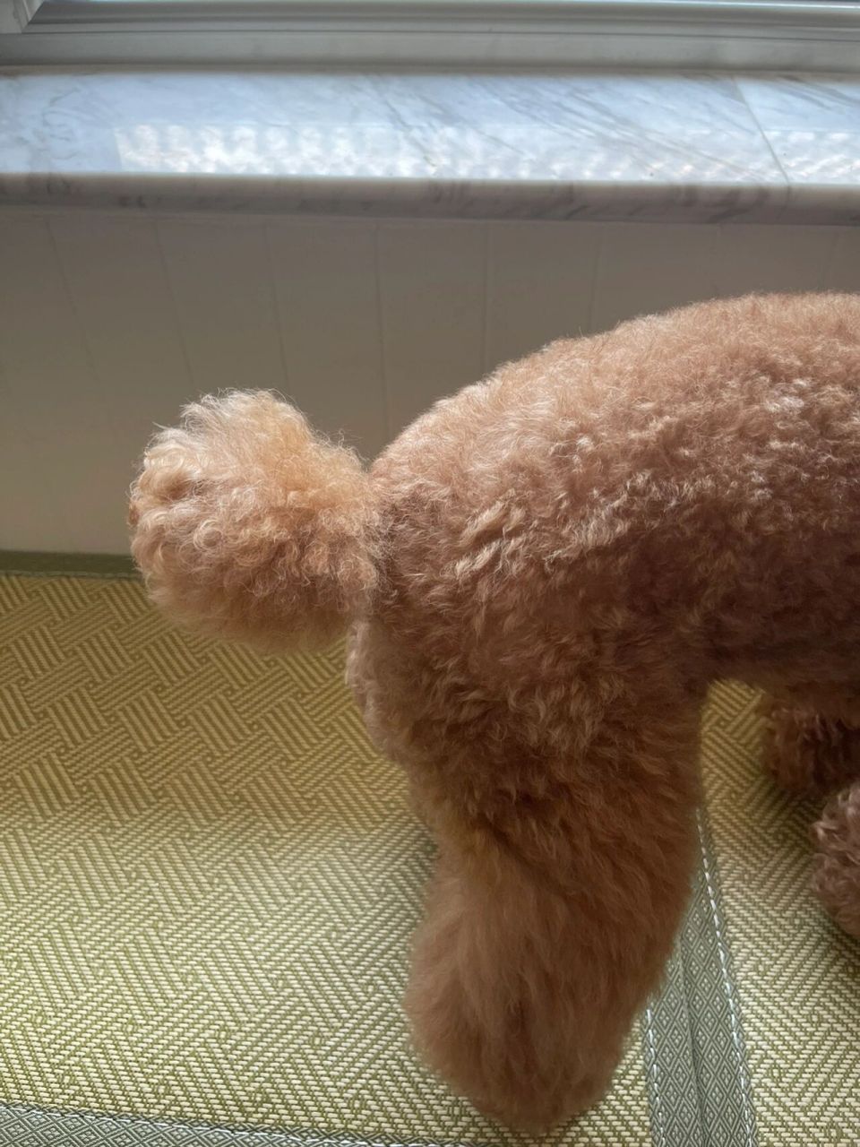 怎么辨认比熊和泰迪的区别? 看尾巴