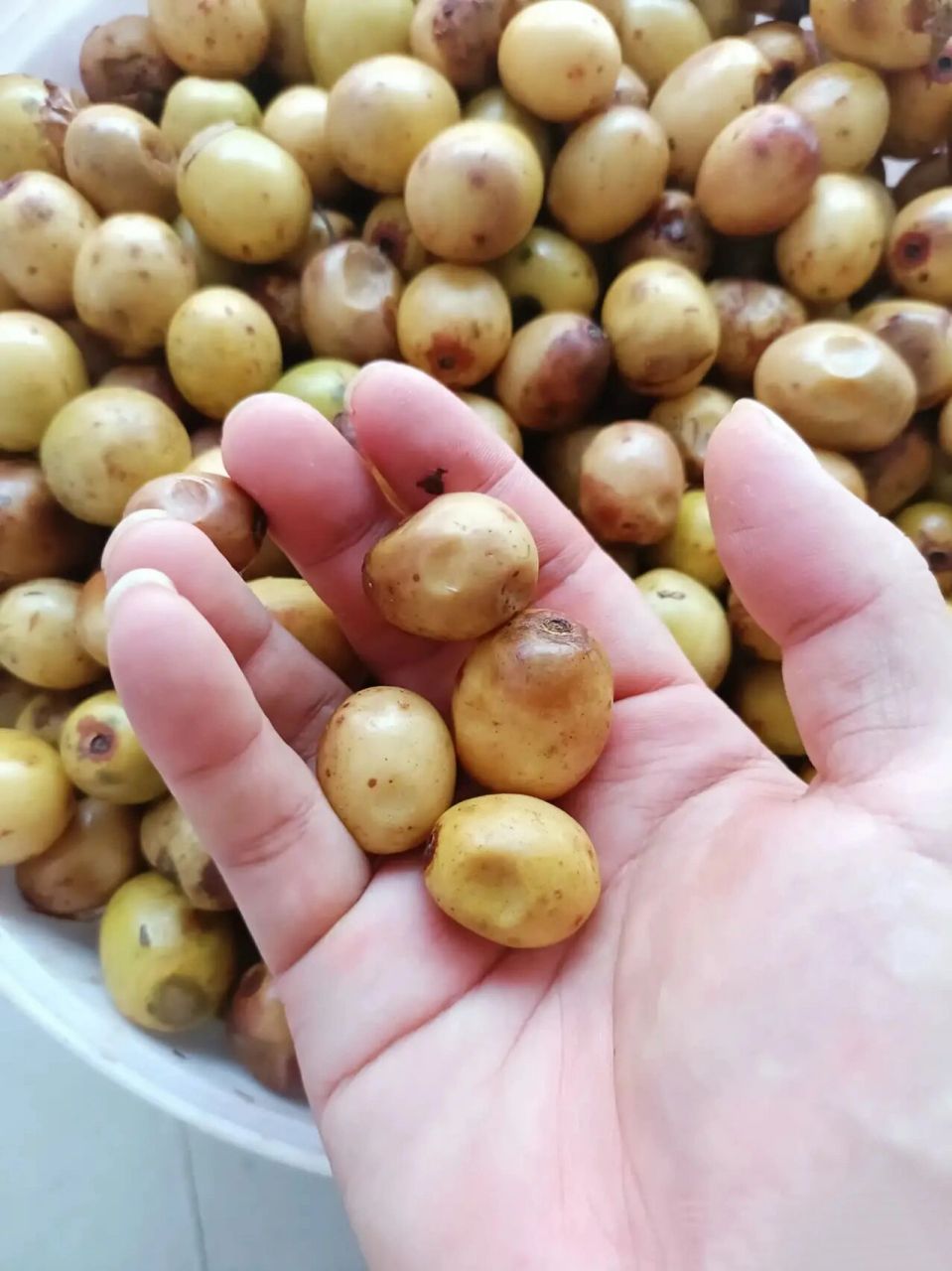 野生酸枣