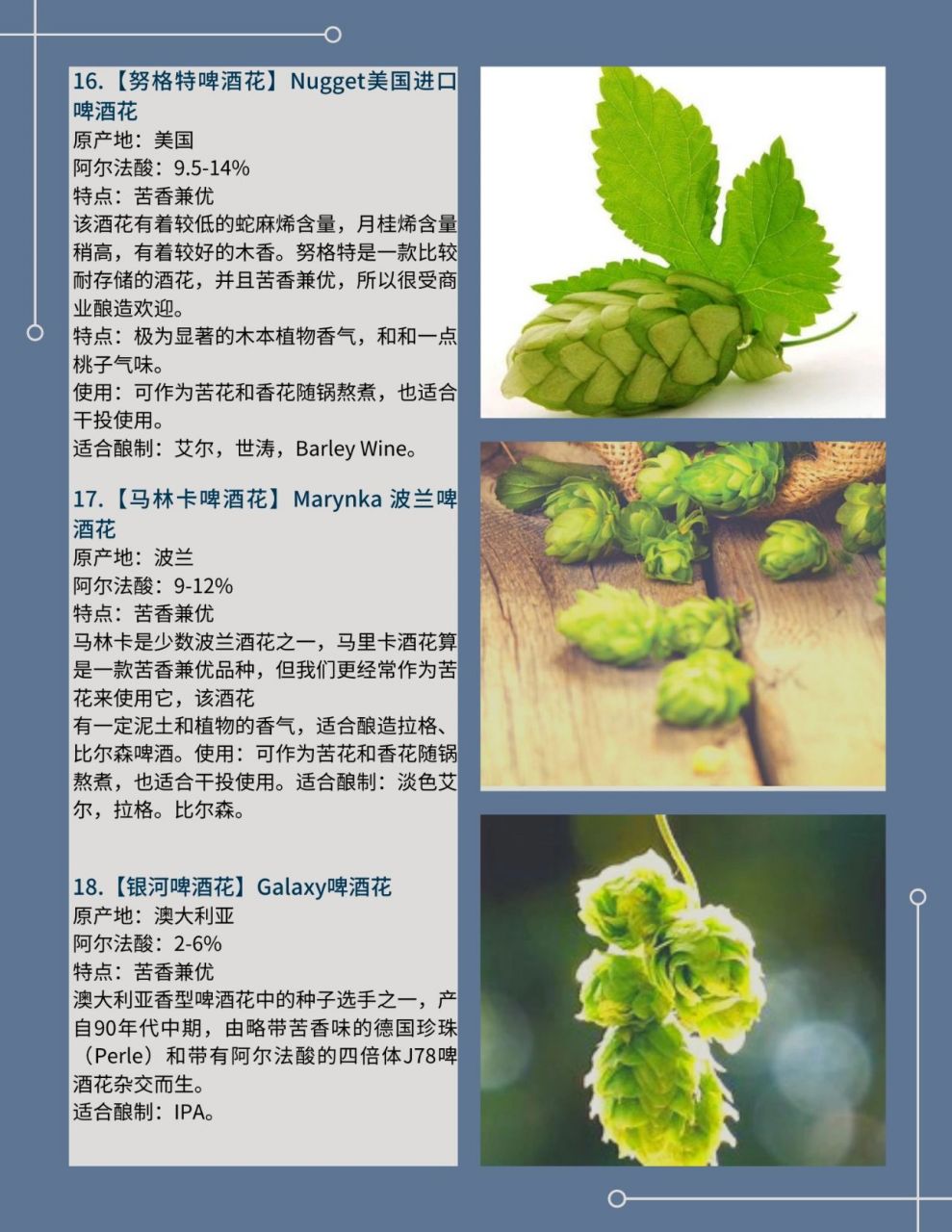 常识 啤酒花(也叫蛇麻)是酿造啤酒的4大基本原料之一(其他原料是麦芽