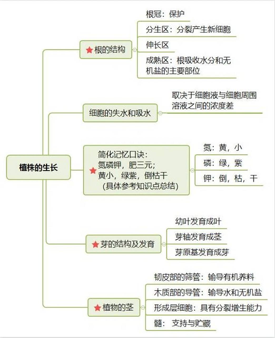 植株的生长思维导图|根,芽,茎的结构