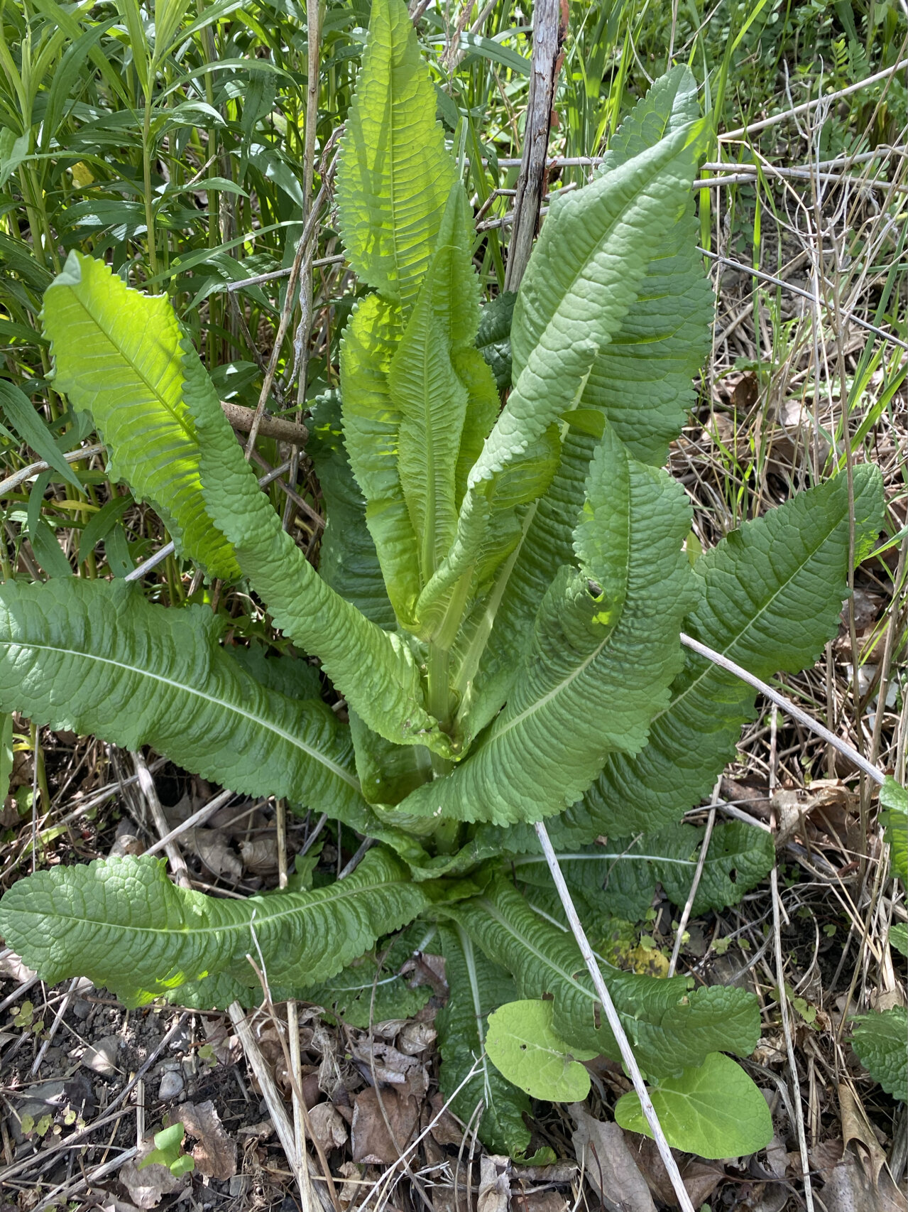 莴笋,太像了,绝对是野莴笋