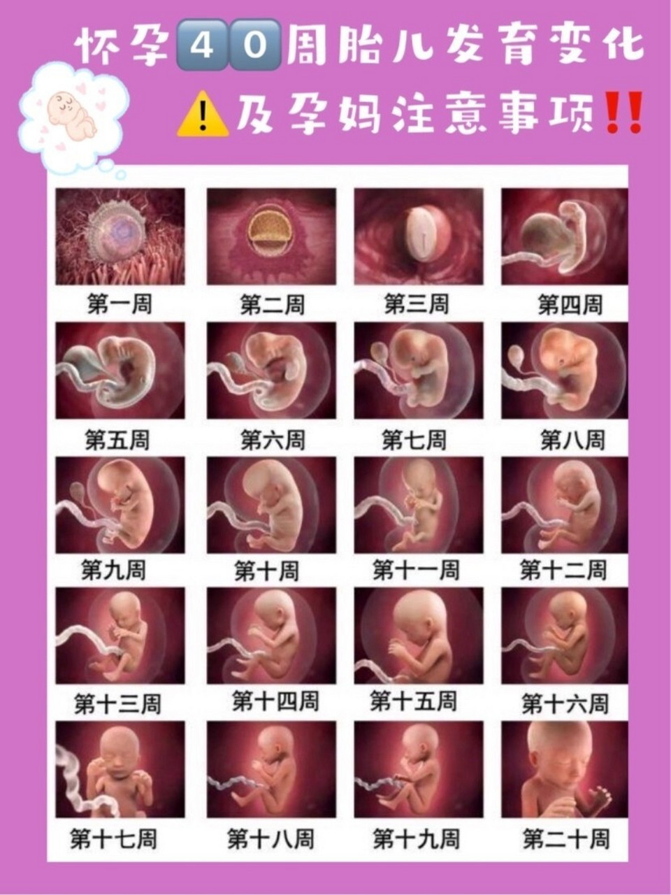 胎儿发育表对照表图片