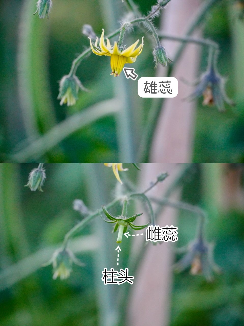 97【花的简单构造】 图2上,是番茄的雄蕊.