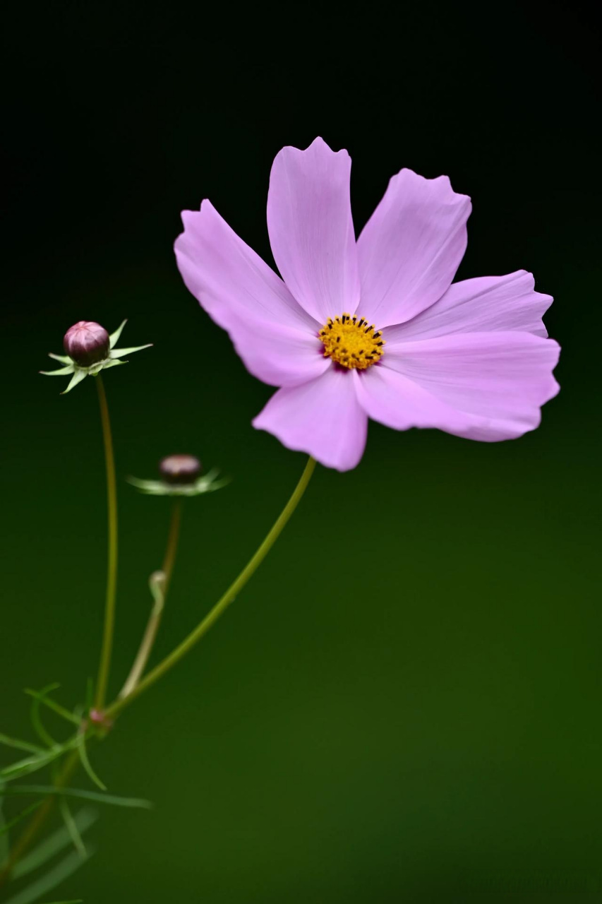 再分享一组格桑花.