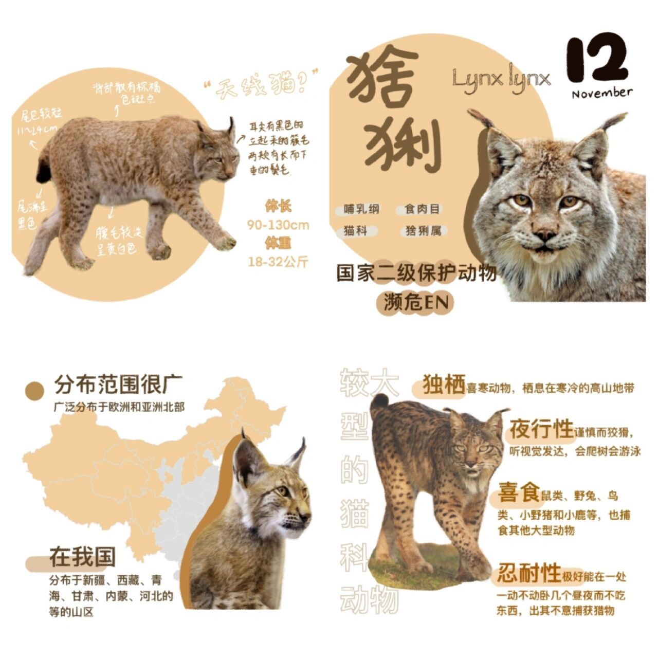 74每天认识一种濒危动物⑩猞猁 今日动物:猞猁「she