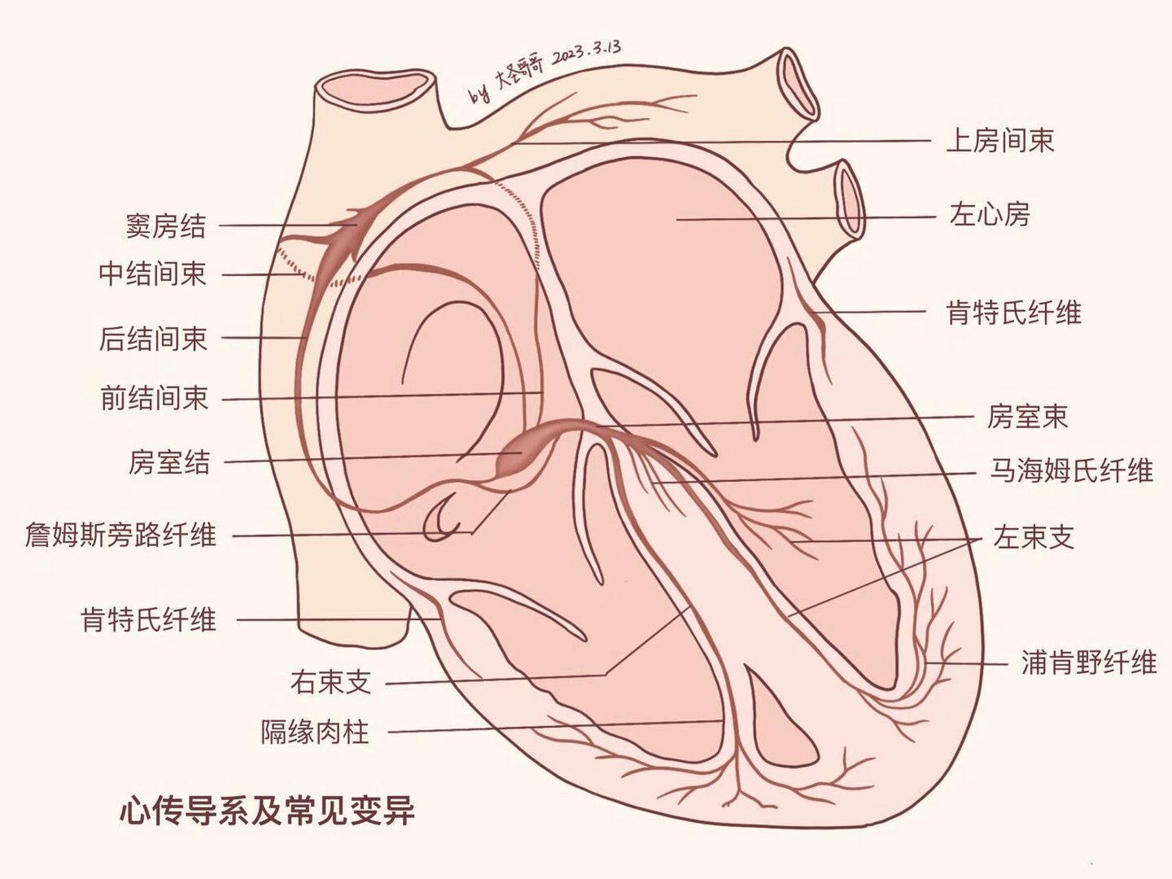 心正常传导路径图图片