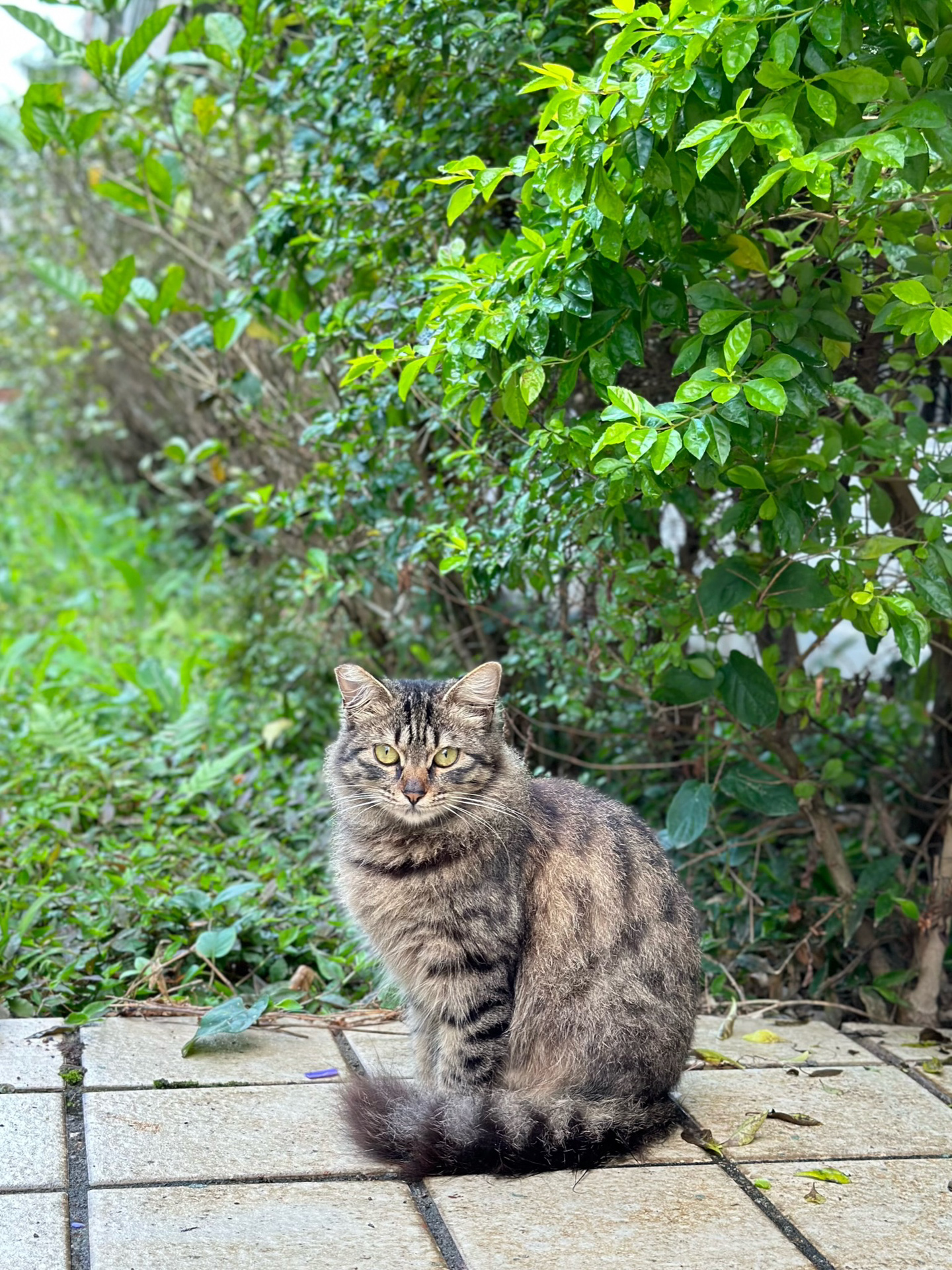 长毛狸花猫 品种图片