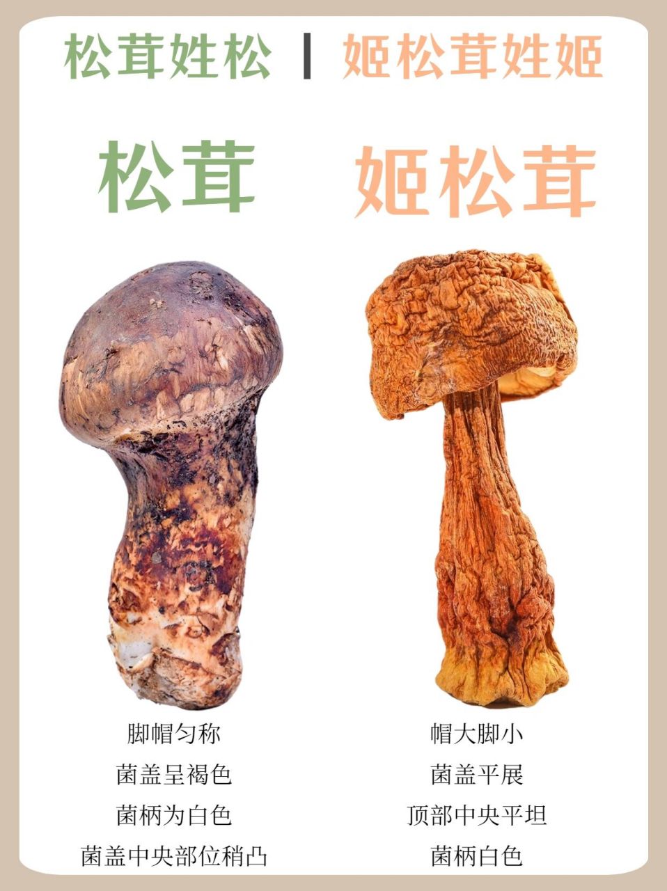 松茸和姬松茸傻傻分不清71三分钟看懂区别75 姬松茸姓姬,松茸姓松