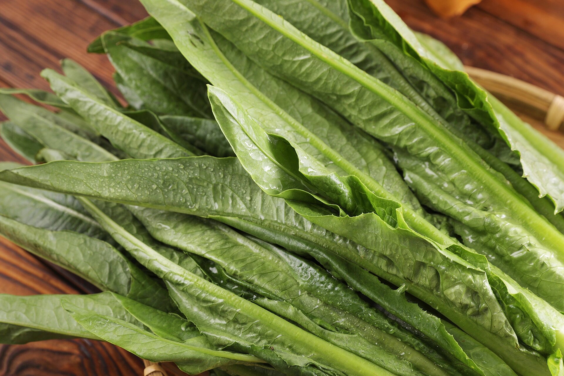 水耕油麦菜 png免抠图/摄影图素材分享 95作品来源