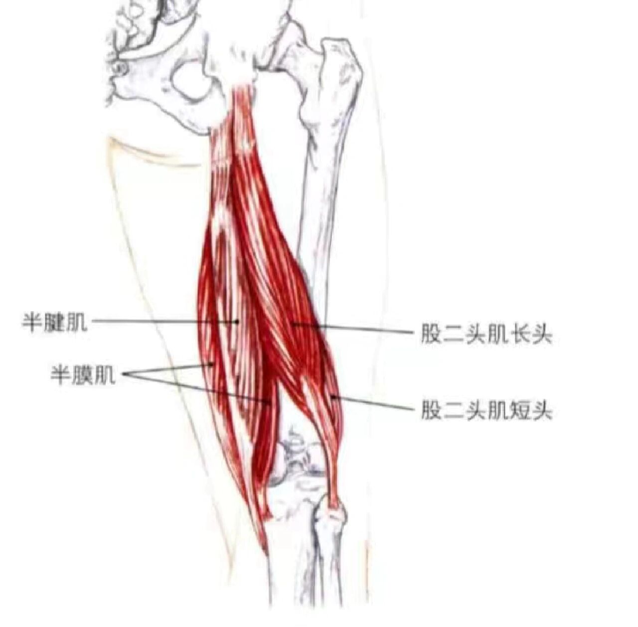 腘绳肌 腘绳肌