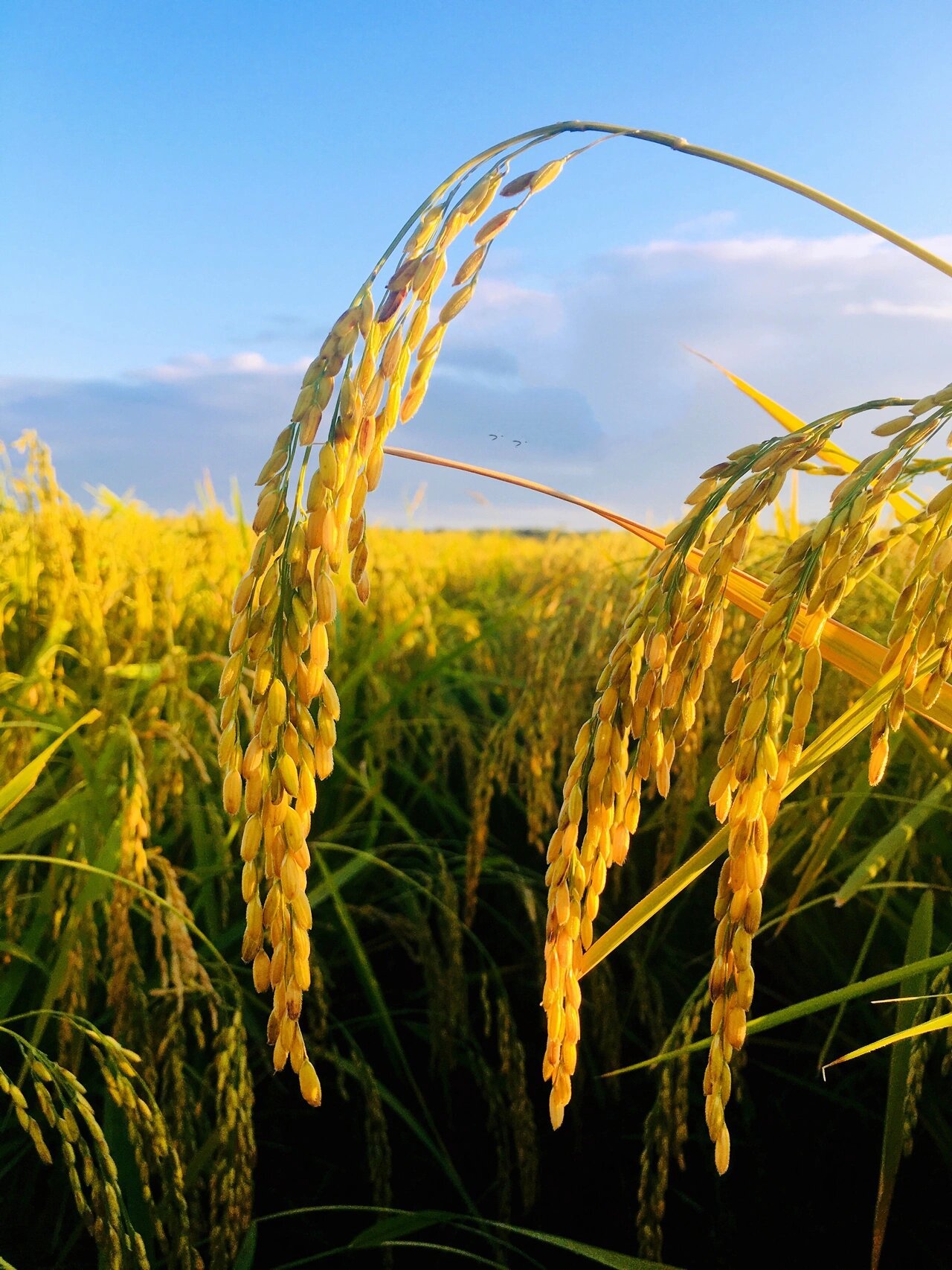 稻子漂亮大米更漂亮