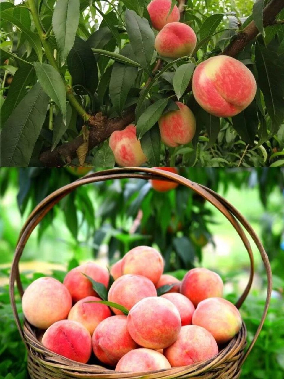 吃水蜜桃99哪家强,中国宁波找奉化.