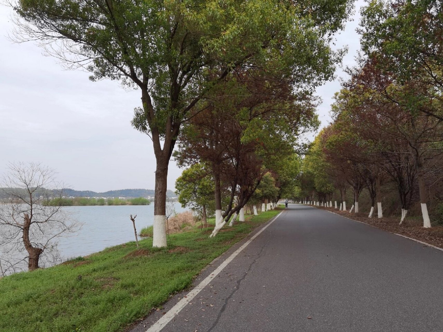 武汉后官湖湿地公园,位于武汉市蔡甸区后官湖畔,占地总面积约530公顷