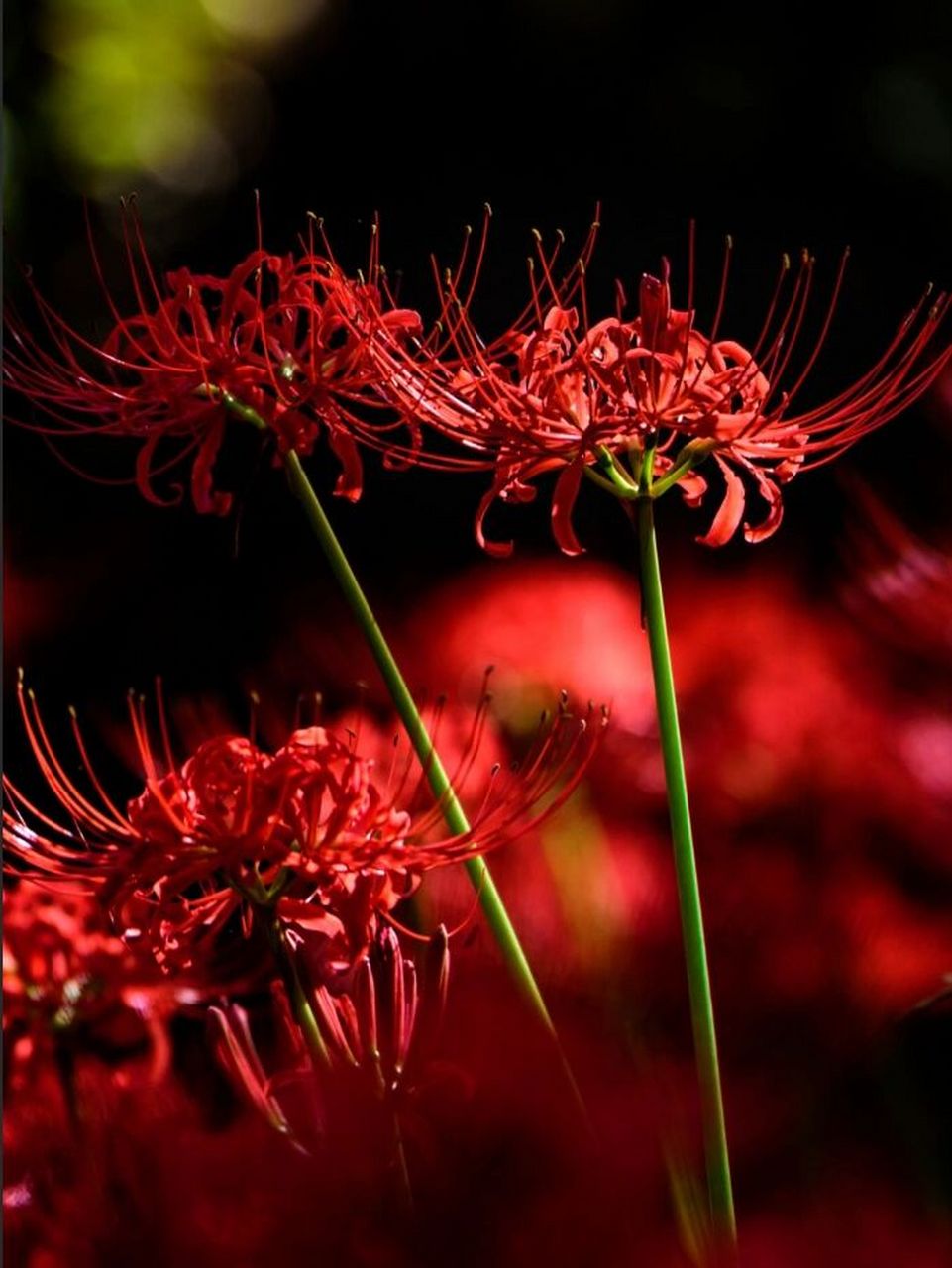 彼岸花,学名:lycoris radiata,属于百合科石蒜属,是多年生宿根草本
