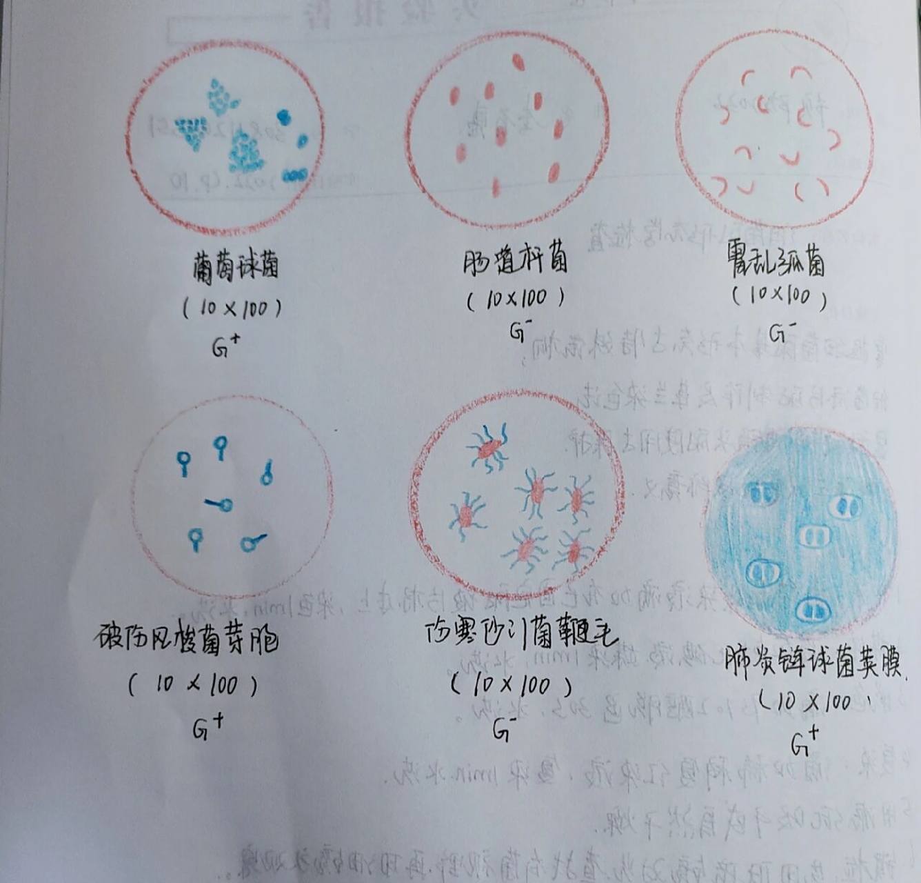 细菌手绘图 葡萄球菌 肠道杆菌 霍乱弧菌 破伤风梭菌芽孢 伤寒沙门氏