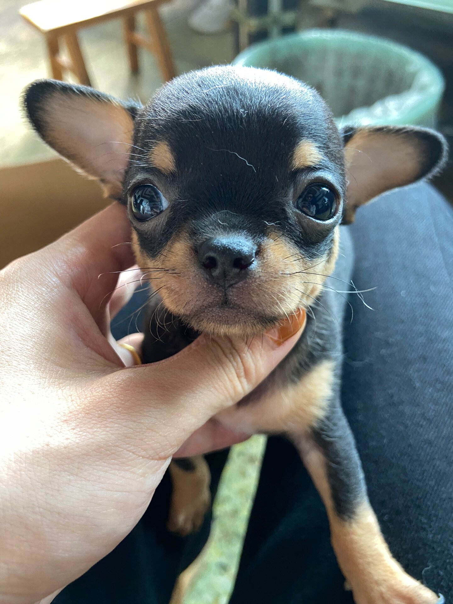 超好看的吉娃娃