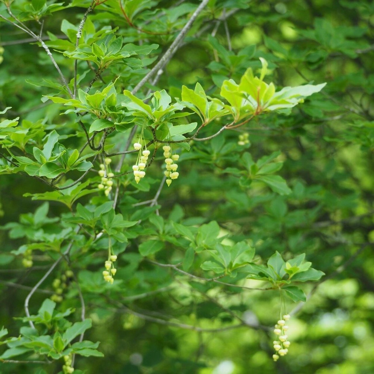 木植百科 日本吊钟花(enkianthus perulatus)在日本叫"灯台踟蹰"(ドウ