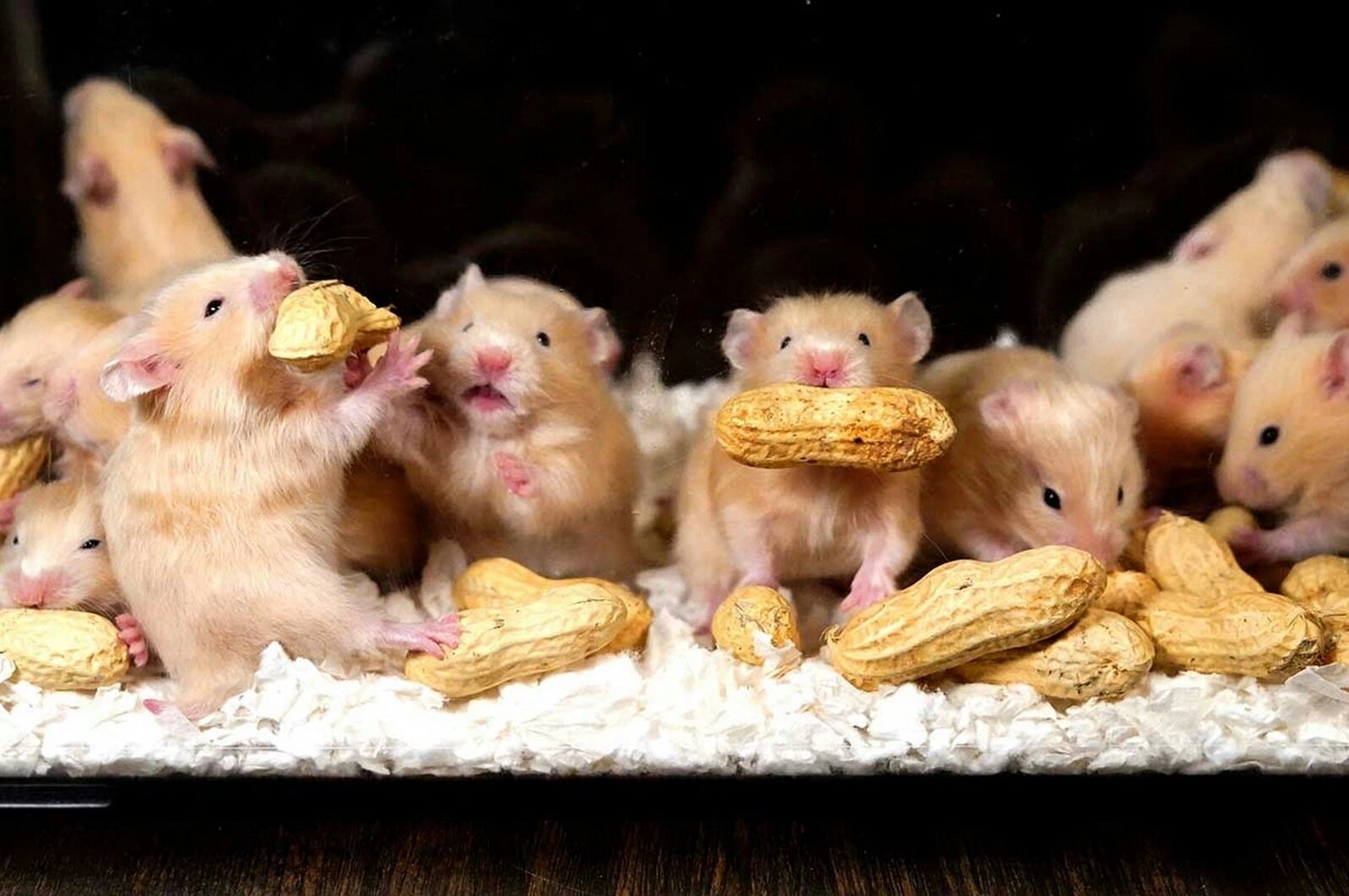 安大略仓鼠俱乐部:仓鼠能吃巧克力!