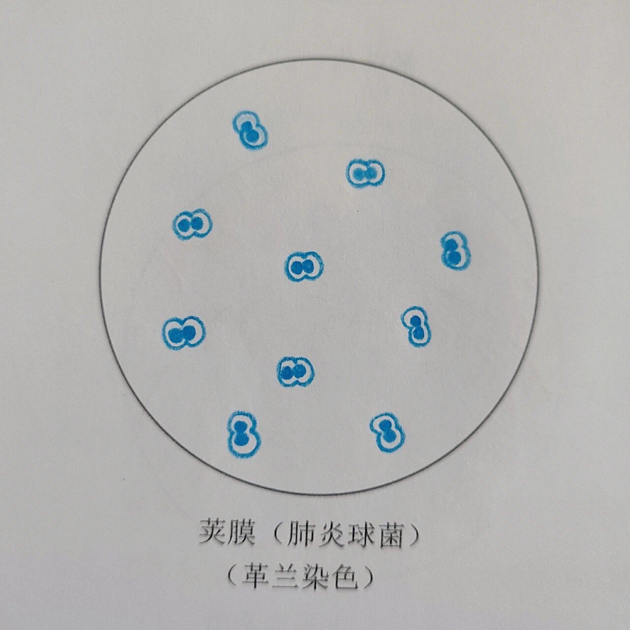 病原生物学与免疫学实验-红蓝铅笔绘图Ⅰ