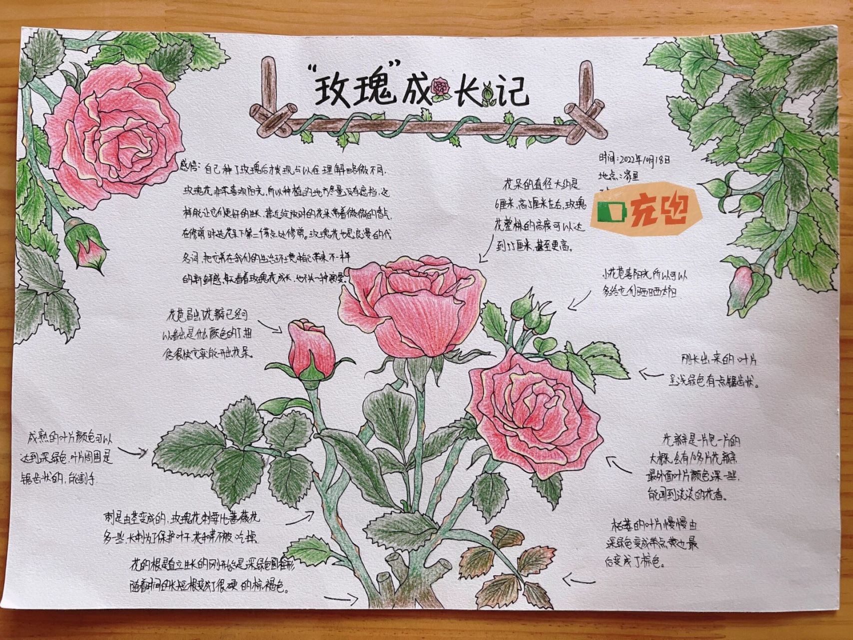 玫瑰花的记录卡的内容图片