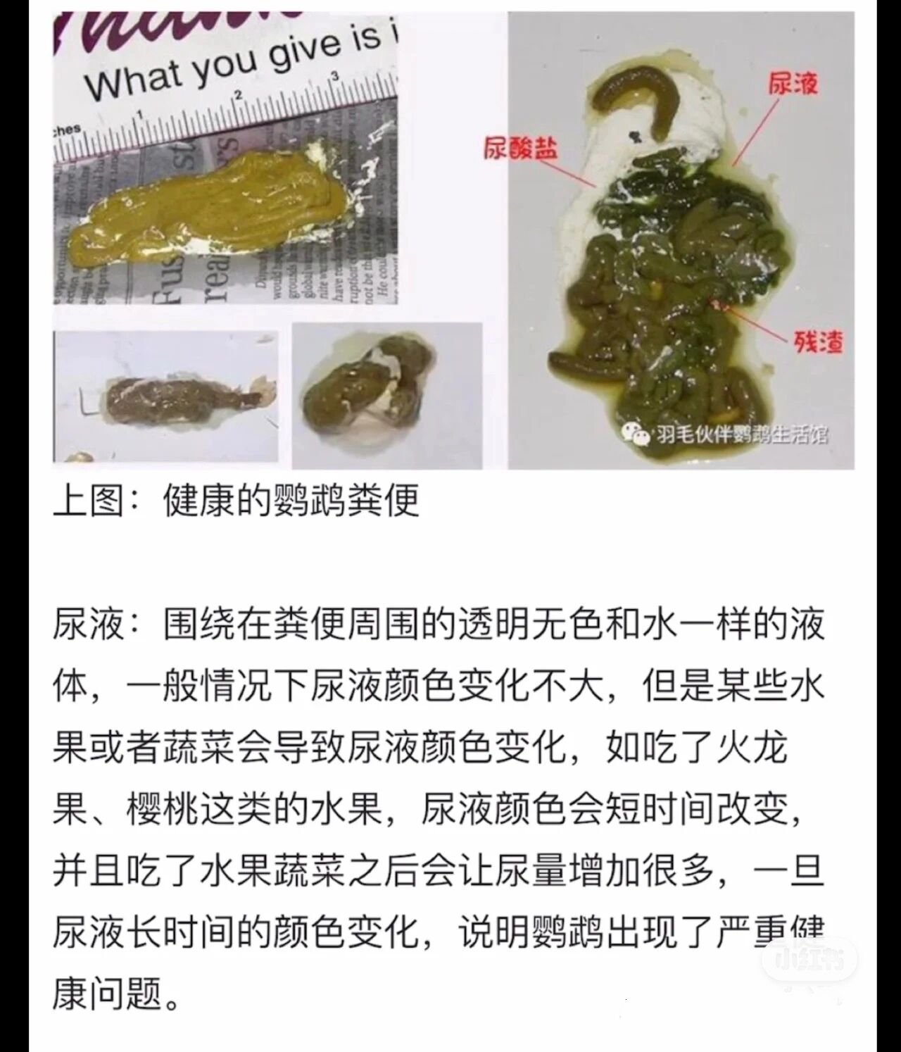 鹦鹉大便图生病图图片