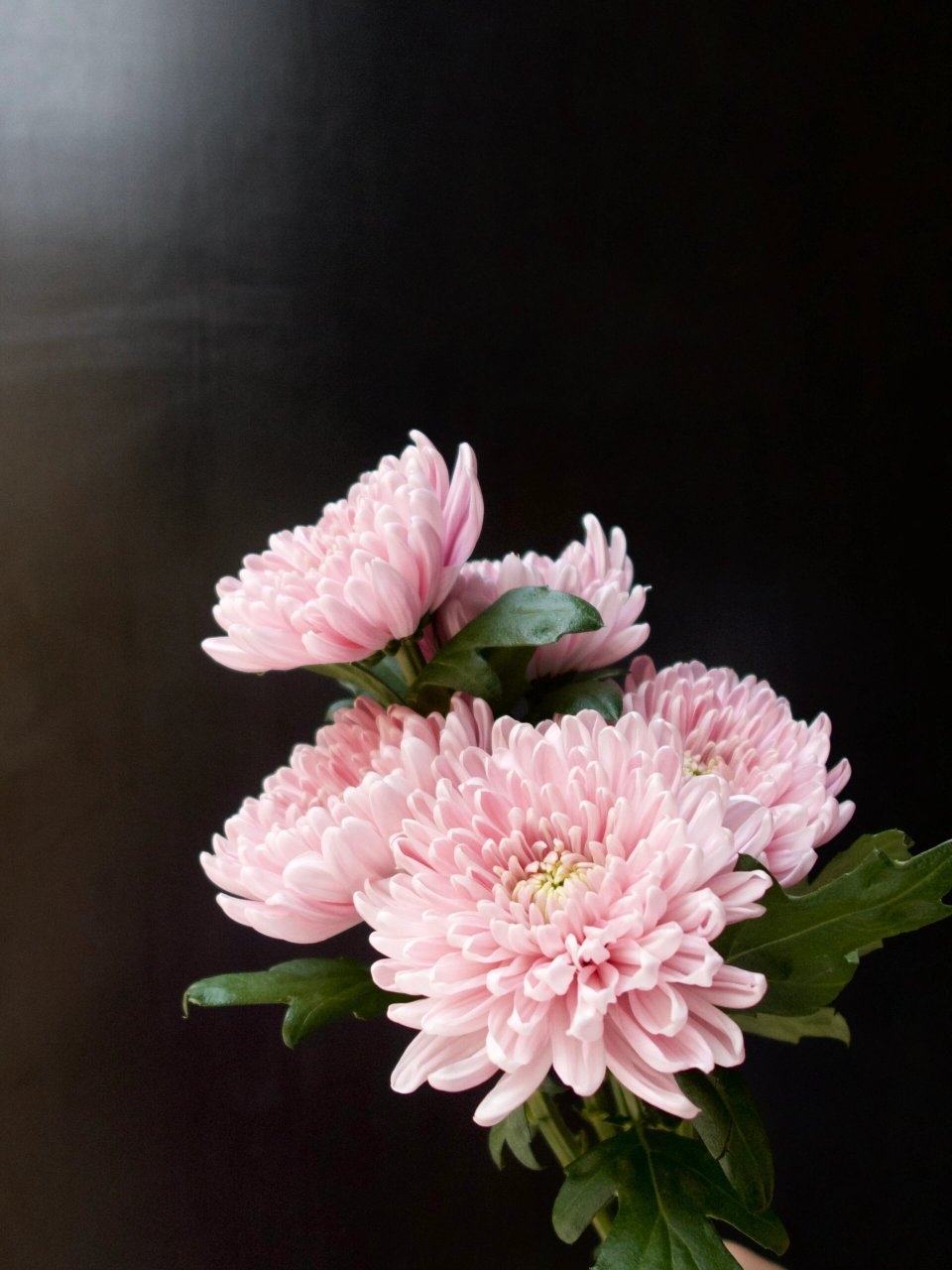 花材分享|安娜菊09 安娜菊绽放后花型圆润饱满 花瓣根根分明 有顽强