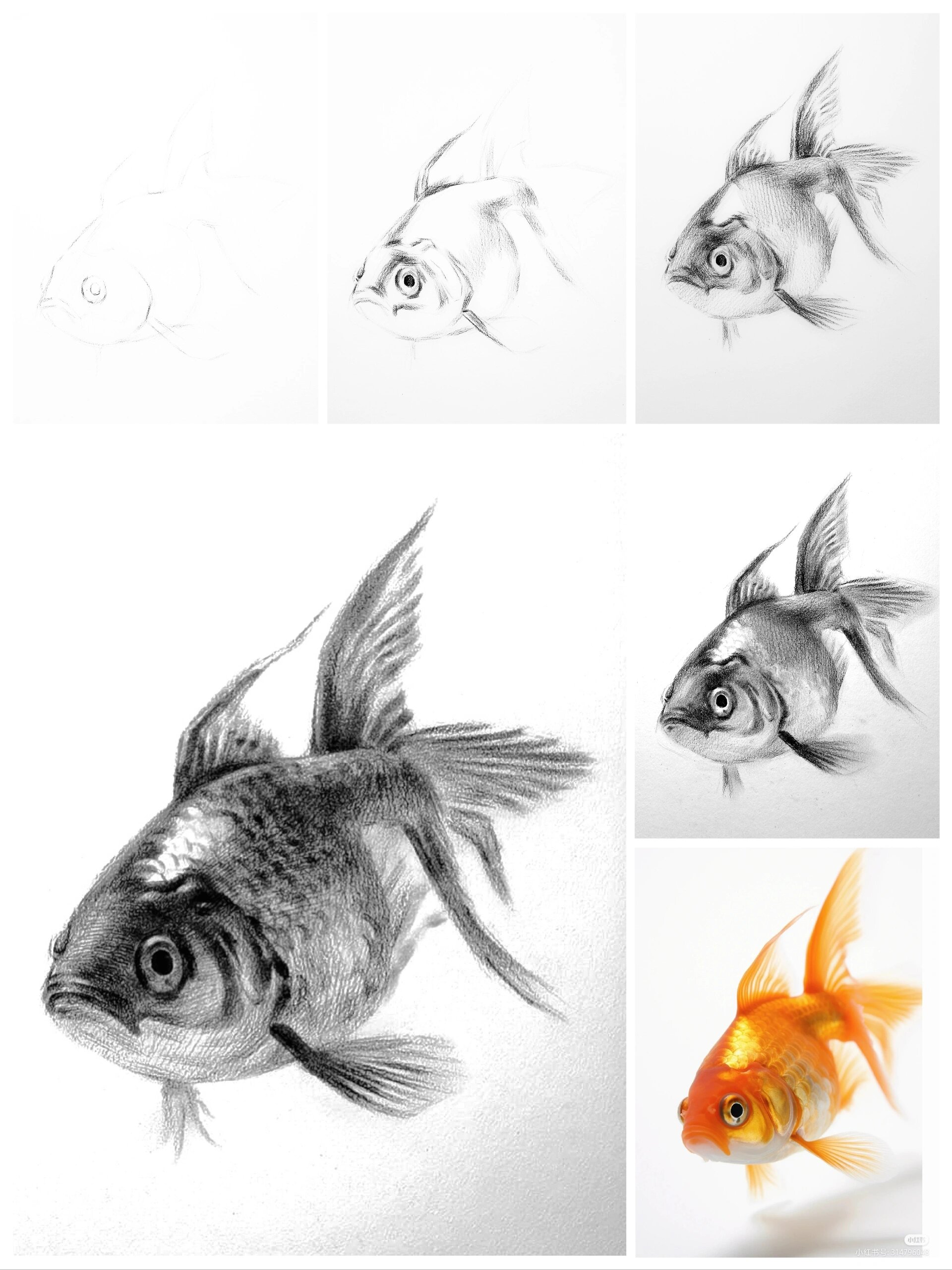 金鱼—绘画步骤