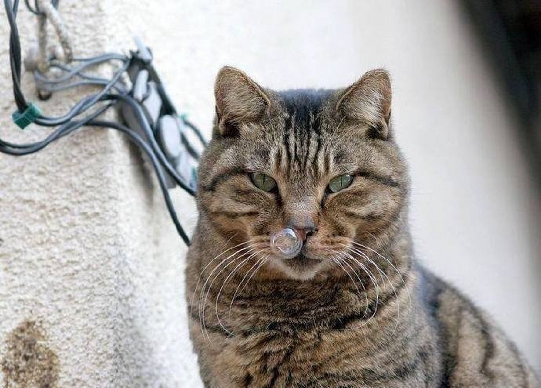 喵星人和鼻涕泡泡