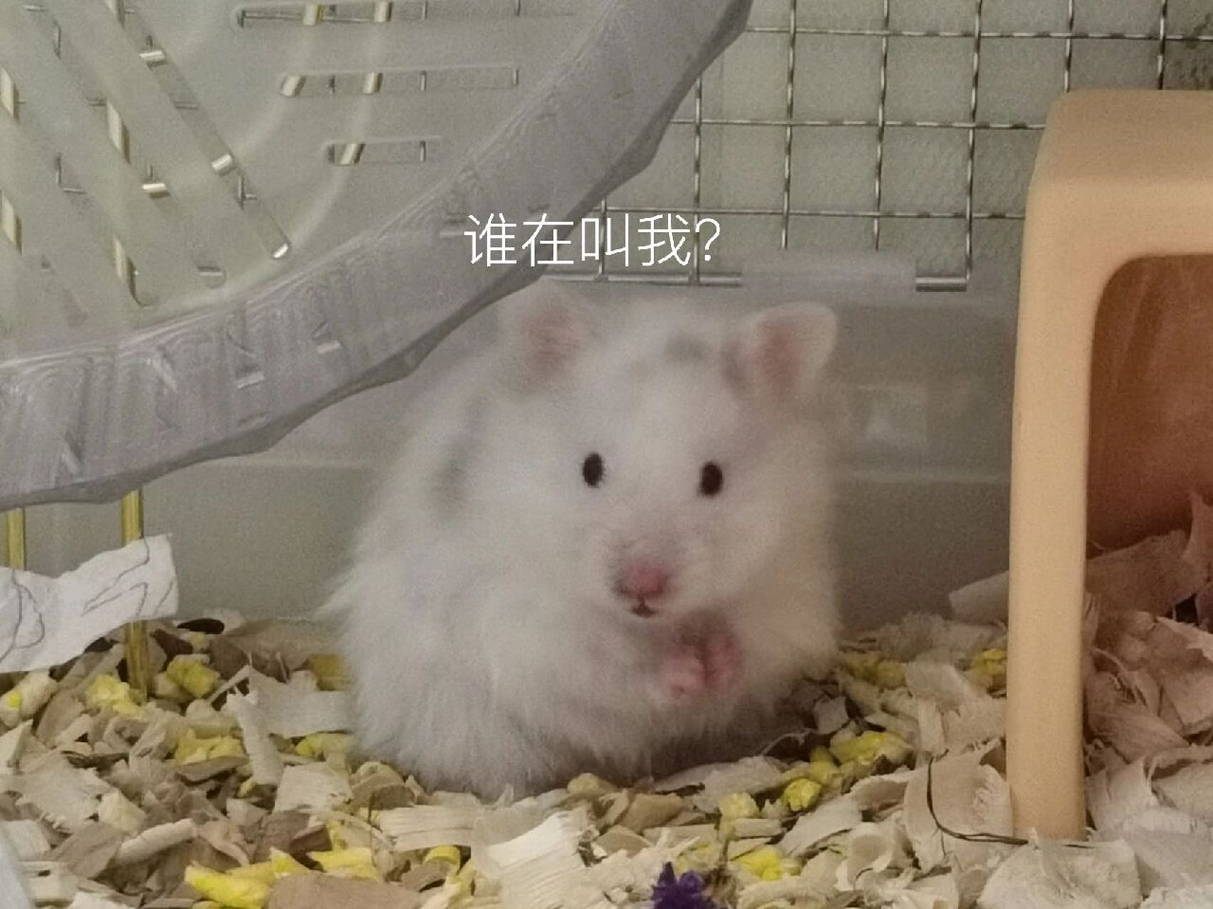 小老鼠表情包 二孩家庭表情包不定期更新