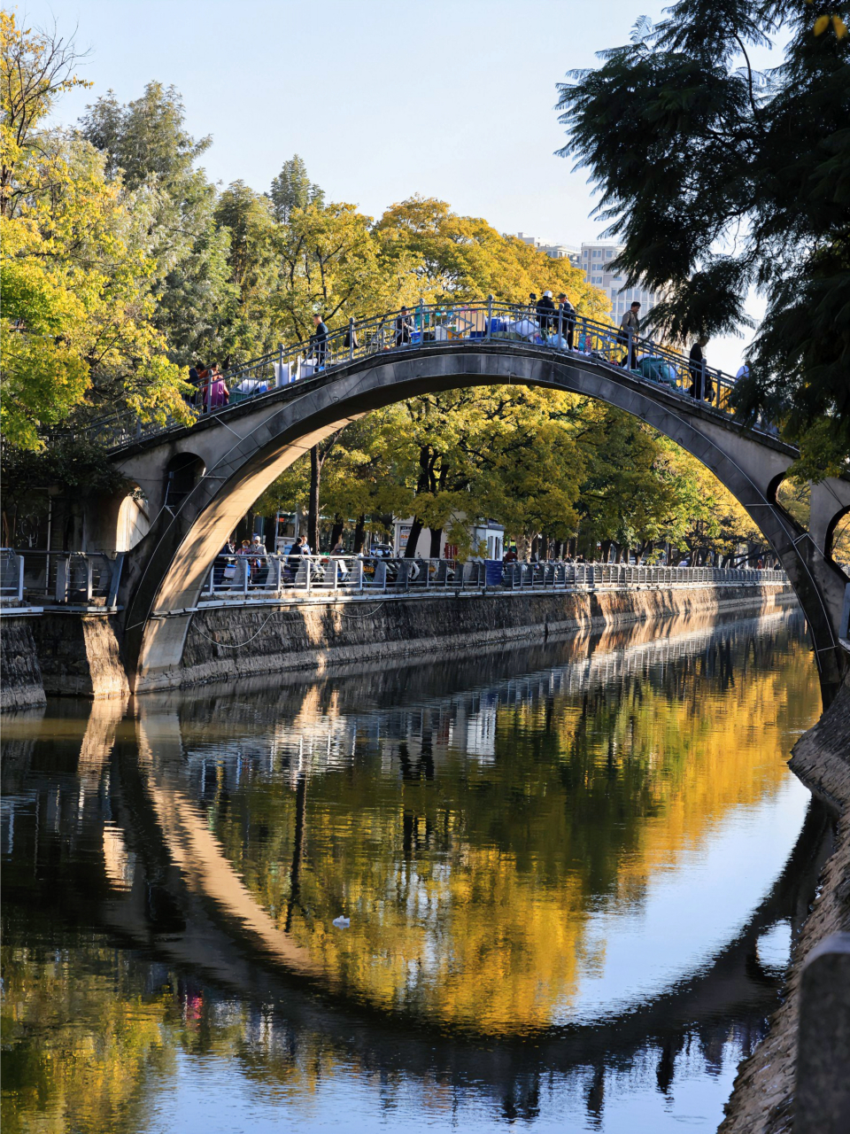 昆明大观河,滇朴树树形高大,进行人物旅拍效果一般.