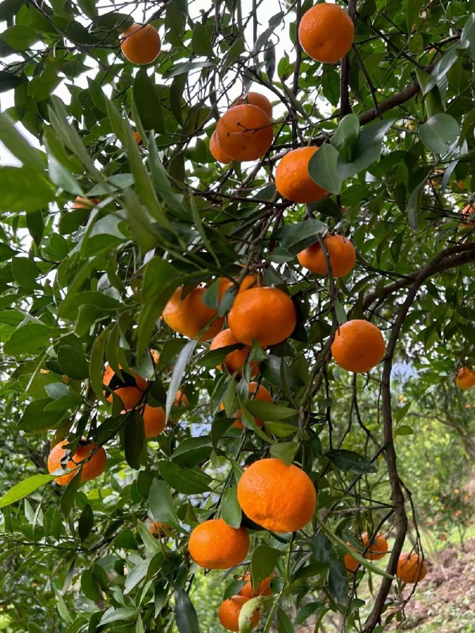 紫阳金钱橘成熟季 凝结果农们一季的辛勤汗水,为果农拓展销售渠道.