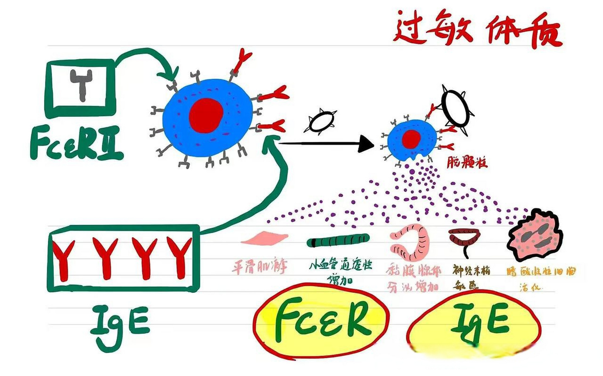 育儿事务所 过敏反应发生的机理是一个复杂和抽象的过程,过敏原进入