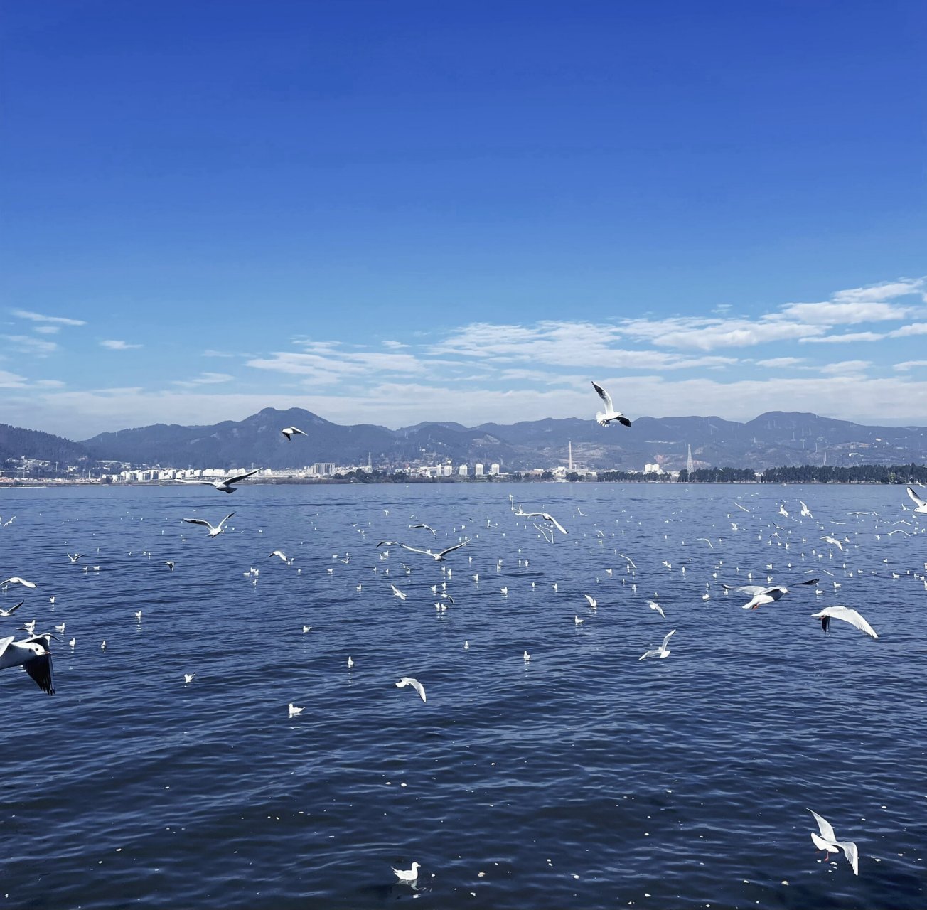昆明滇池海埂大坝 16615海埂大坝 喂海鸥 海埂大坝和海埂公园两个