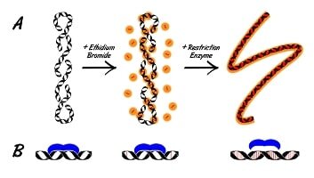 溴化乙锭(ethidium bromide,eb) ​基本信息 溴化乙锭(etbr)或3,8