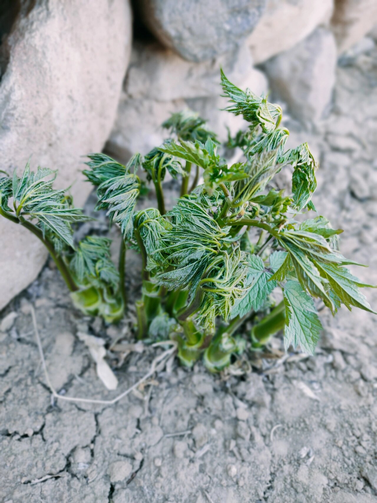 冒出来了,摘一把嫩芽,焯水变翠绿色,入口的时候苦苦的