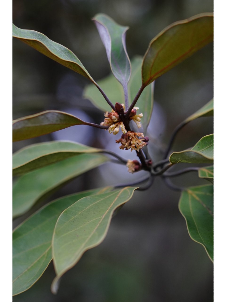 舟山新木姜子|佛光树 舟山新木姜子,樟科新木姜子属乔木,9-10月开花,1