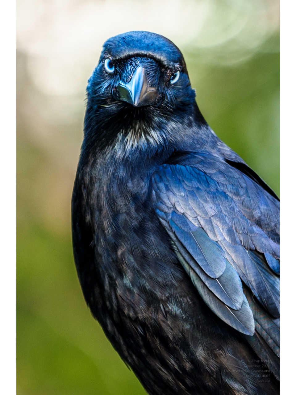 拍到了澳洲渡鸦～ 嘿嘿拍到了渡鸦!