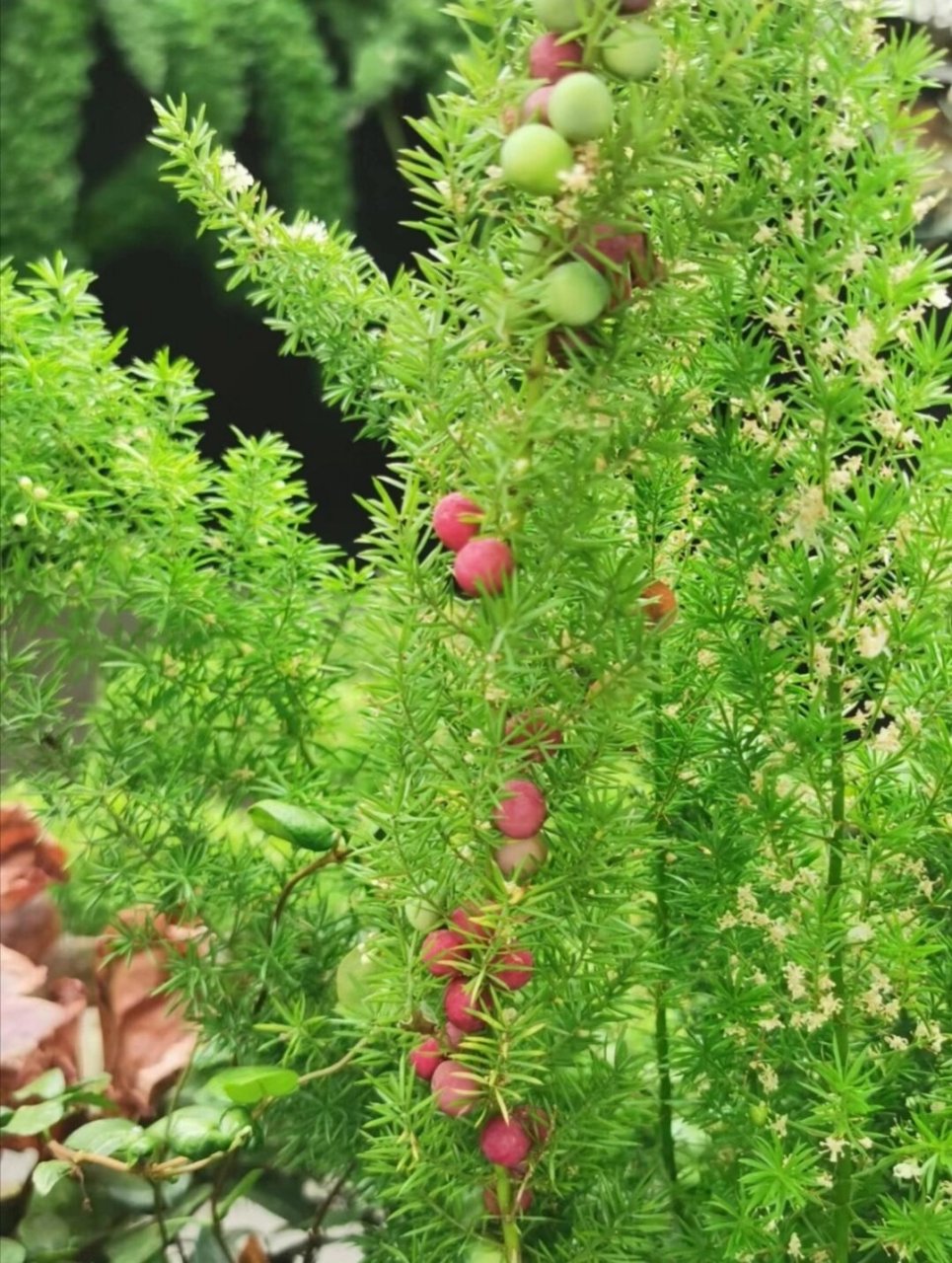 原来狐尾天门冬还能结果子呀
