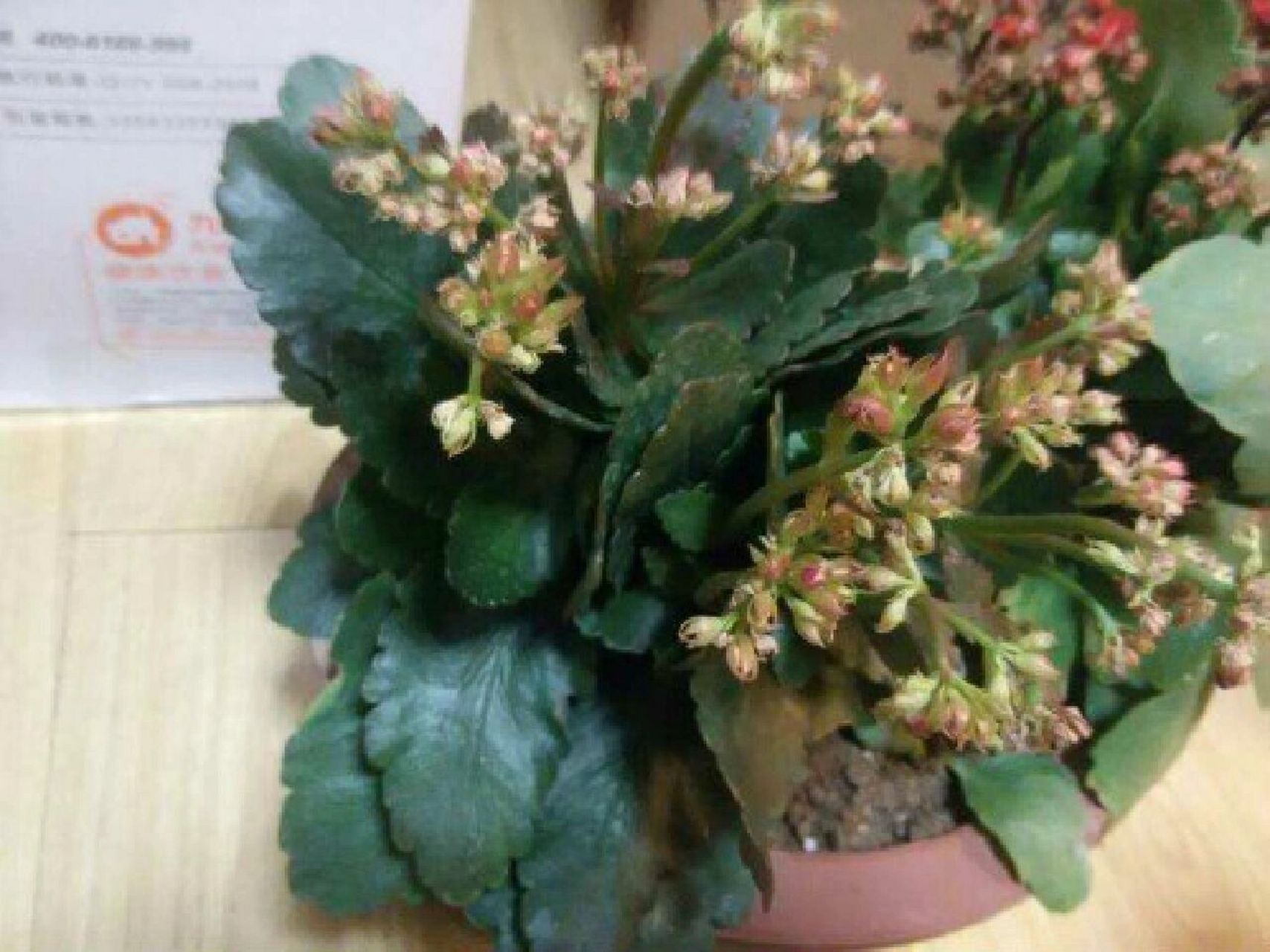 长寿花叶子又薄又黄,叶子还发软是怎么回事 正常生长的长寿花,叶子是