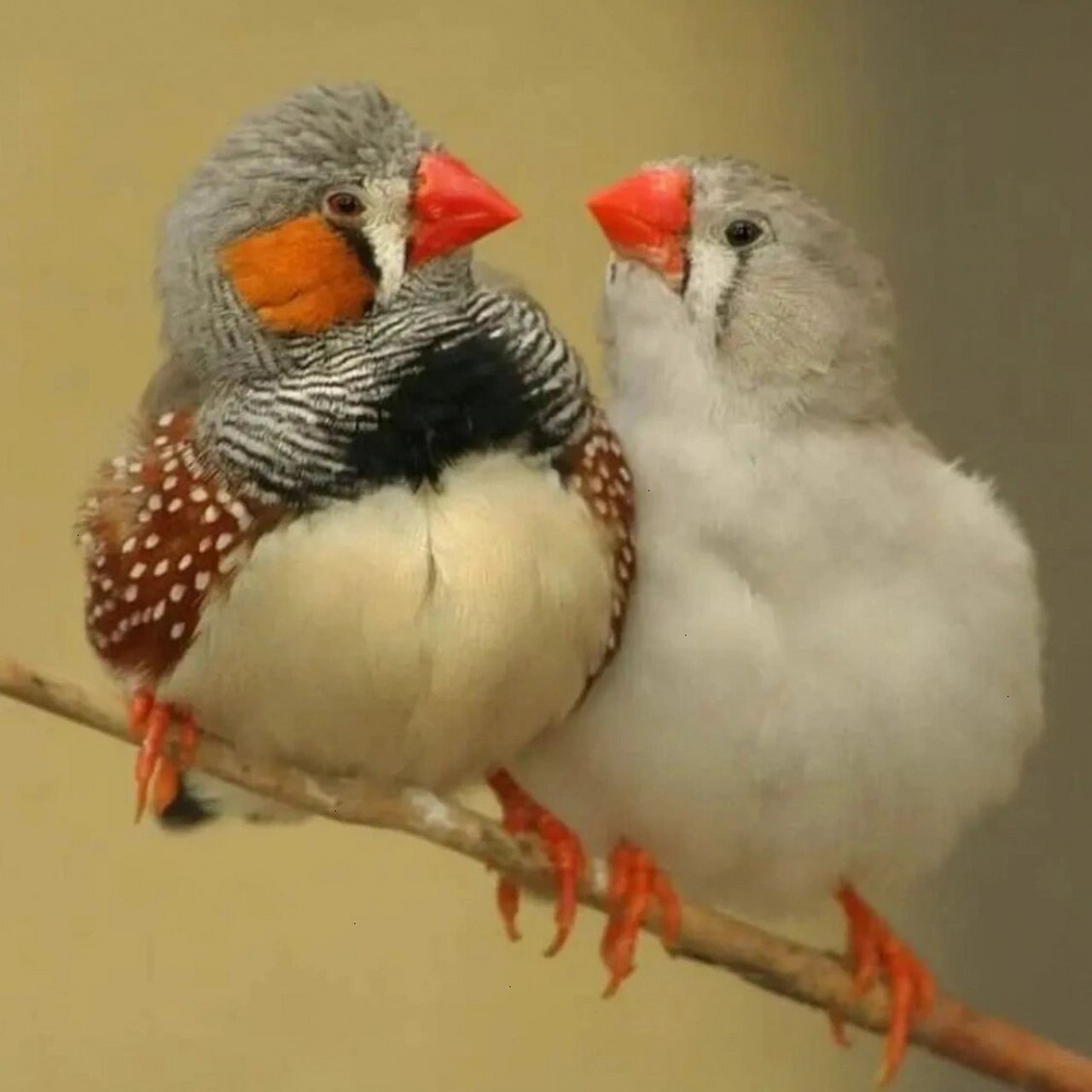 斑胸草雀zebra finch 这俩胖墩墩分布于澳大利亚(约克角半岛除外