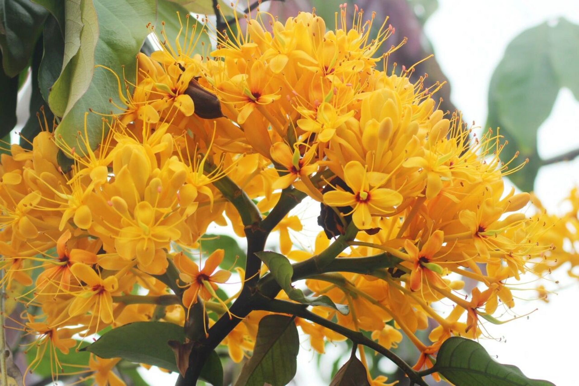 中国无忧花 中国无忧花(学名:saraca dives pierre):乔木,高5-20米;胸