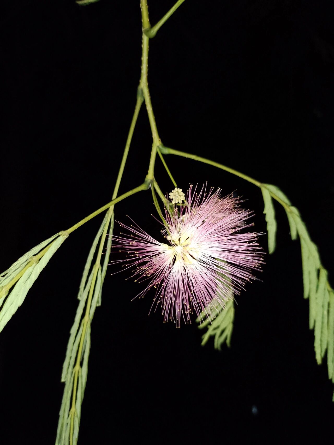 榕树花/合欢花