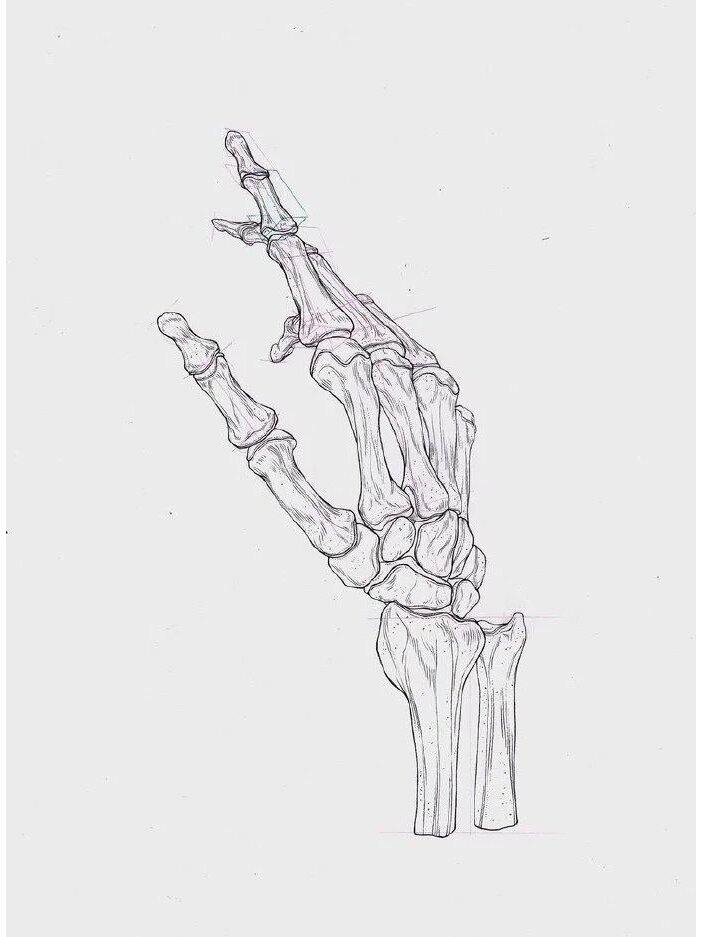 👏手部骨骼图鉴,不会画手的看过来❗❗❗