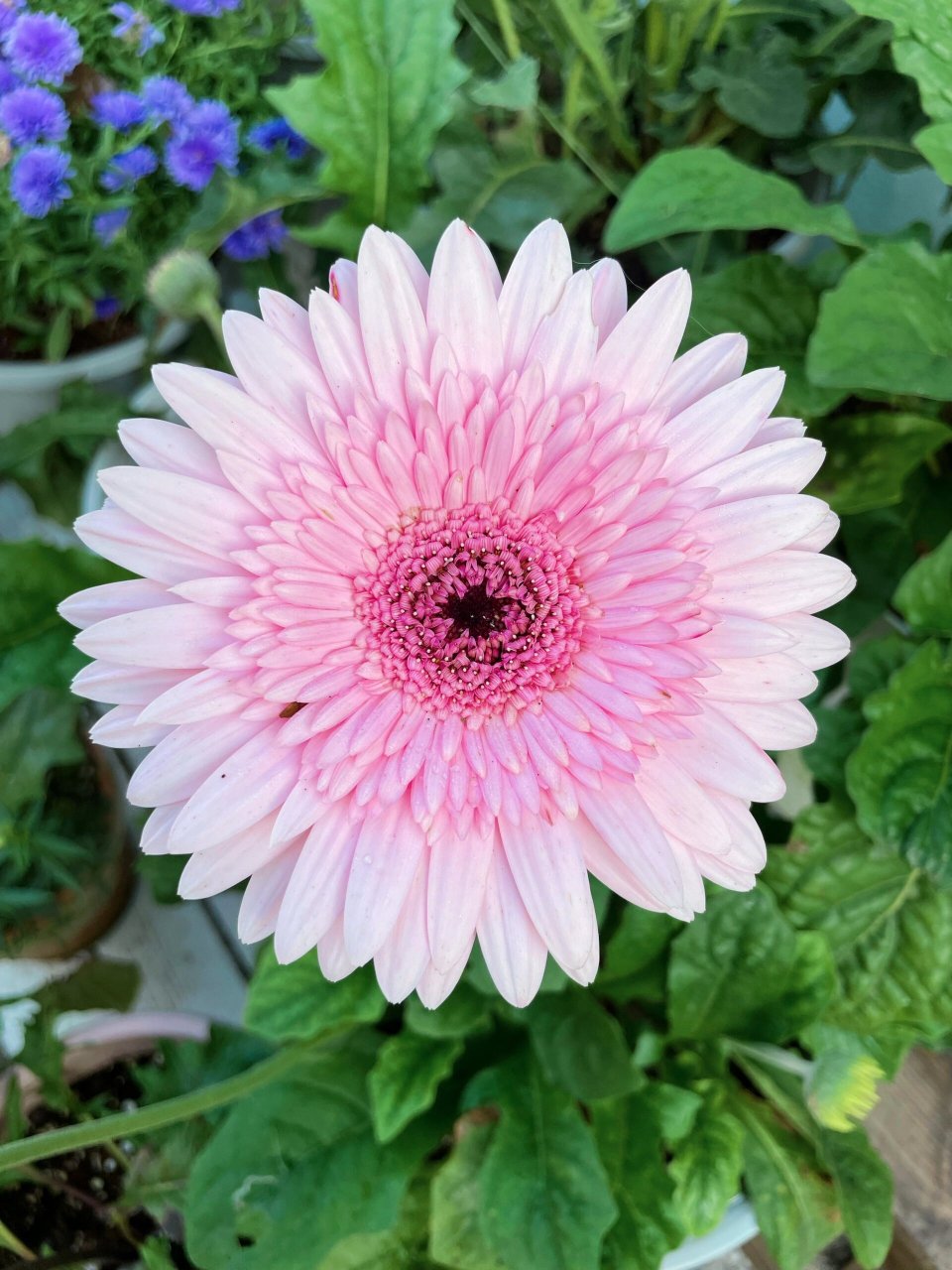 非洲菊好养,但我要弃坑了 非洲菊花色多样,且单朵花花期特别长,养护得