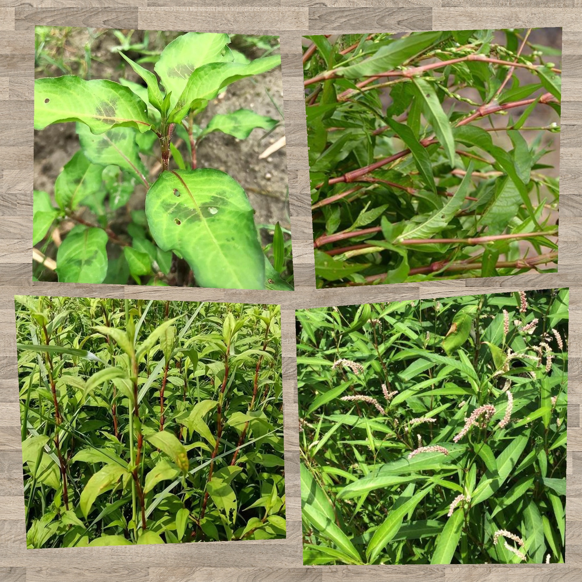 辣蓼草别名酒曲草 🌿✨ 农村里那些熟悉的身影,是不是让你想起了