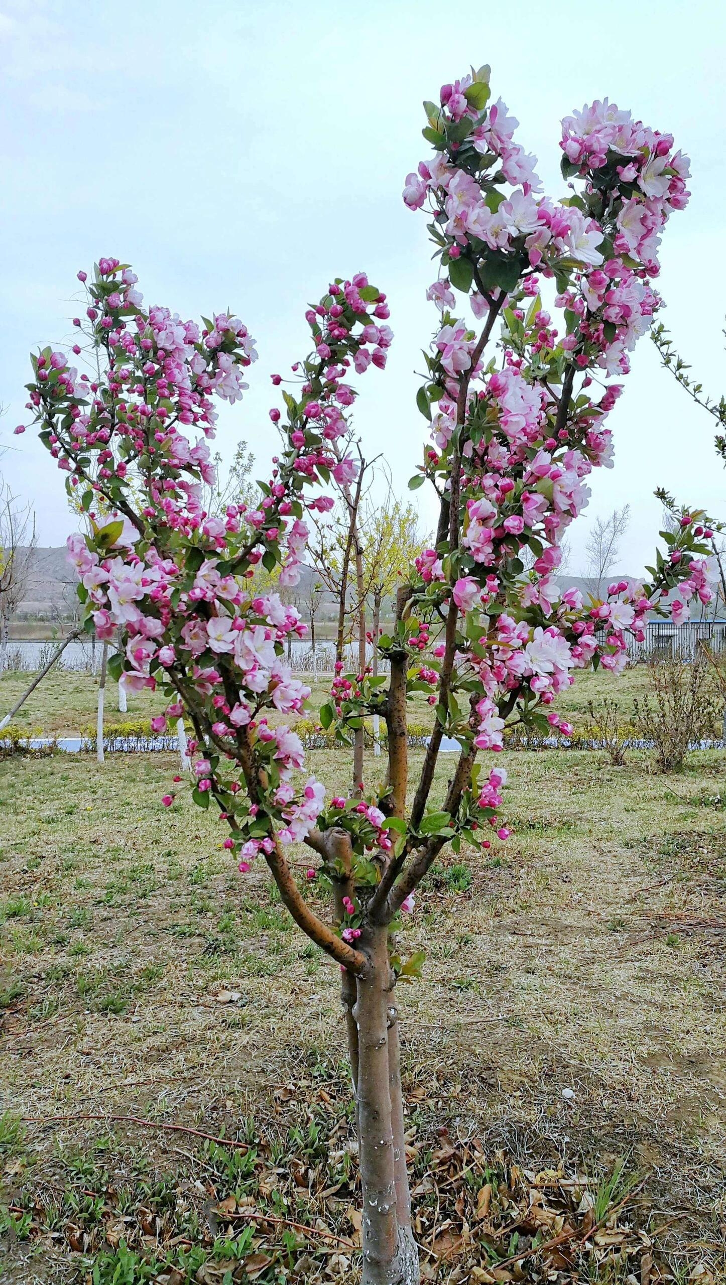 西府海棠种植图片