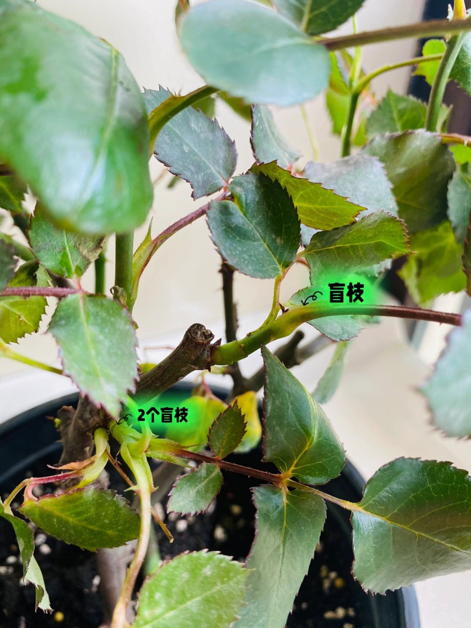 什么是盲枝盲芽71新手月季盲枝盲芽判断方法 真真的血与泪的教训