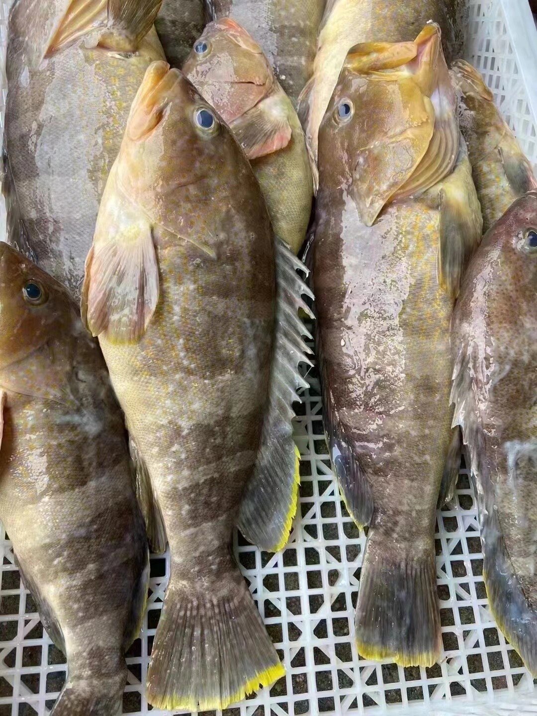 黄丁斑(石斑鱼)纯野生钓口.@友情岁月的时光的动态