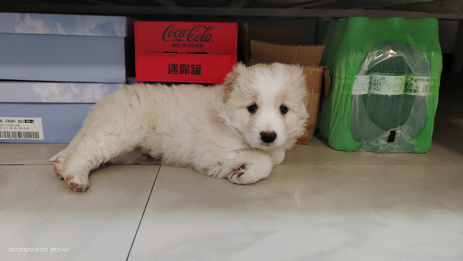 金毛和边牧的串串?还是品相差的金边?愁死了